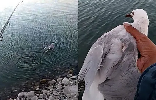 Oltaya balık değil martı takıldı