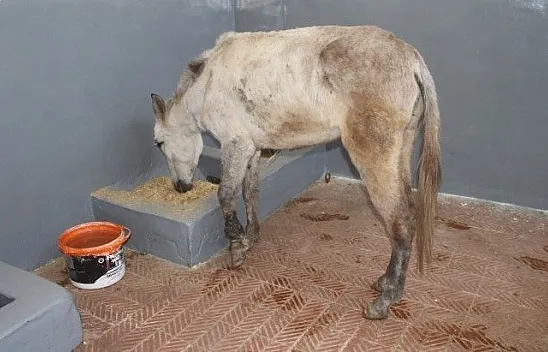 Ölüme terk edilen katır, tedavi altına alındı