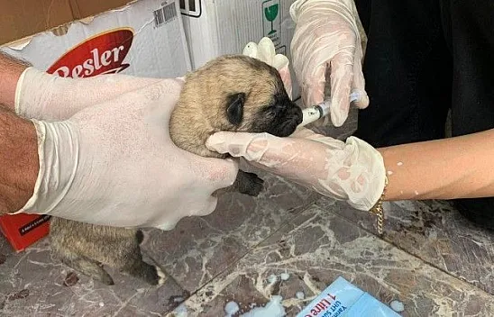 Ölüme terk edilen yavru köpekler, biberonla beslenmeye başlandı