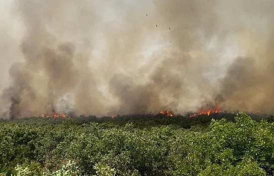 Orman yangınına müdahale ediliyor