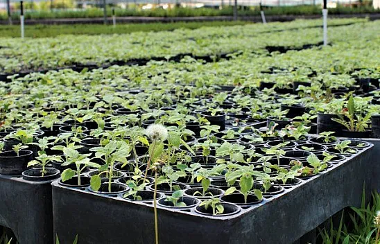 Ormanlar, kadınların ellerinden yeşeriyor