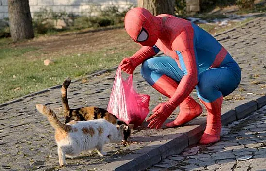'Örümcek Adam' sokak hayvanlarını besledi