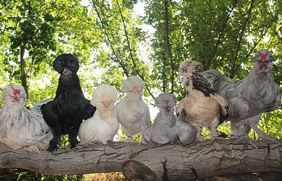 Osmanlı saray sultan tavukları