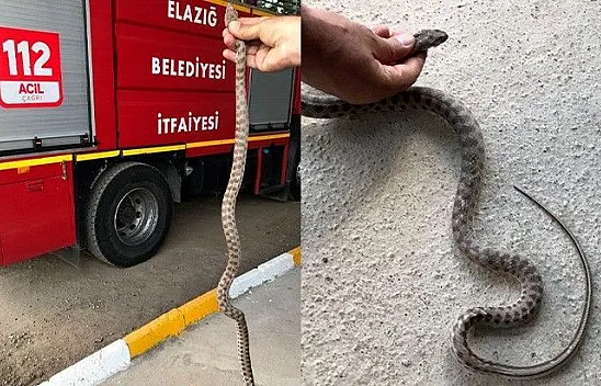 Elazığ'da yılanlar ortaya çıkmaya başladı