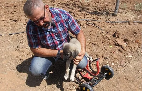 Patileri ezilen köpeğe yardım eli..