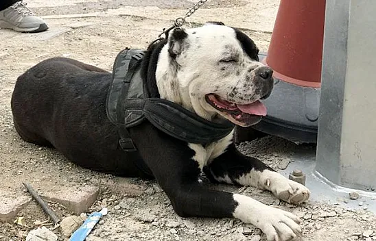 Pitbull operasyonunda cezalar peş peşe geldi