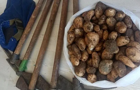 Salep soğanı toplayan 5 kişiye ceza yağdı