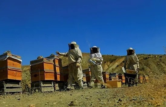 Samyeli bal rekoltesini düşürdü