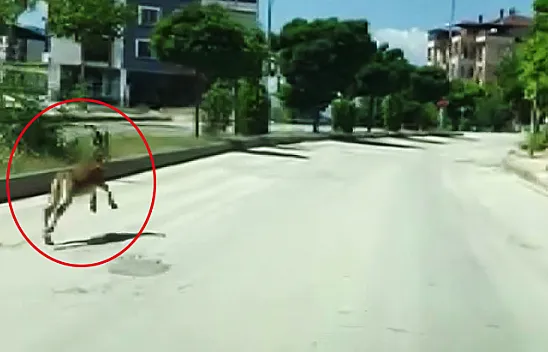 Şehir merkezinde araçla yarıştı