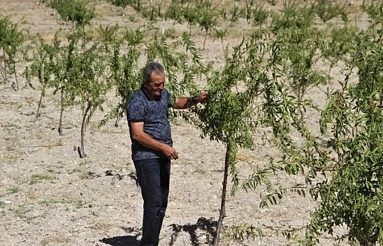 Şehit oğlunun anısına, 2 bin 500 fidanla orman oluşturdu