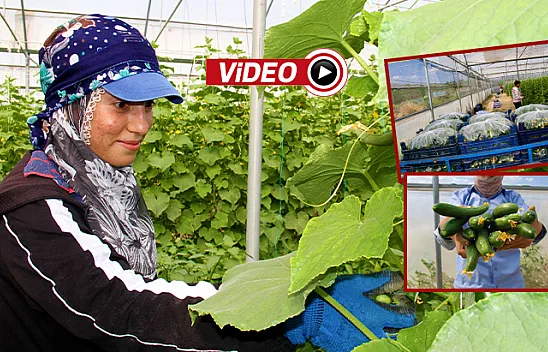 Seralarda salatalık hasadı başladı