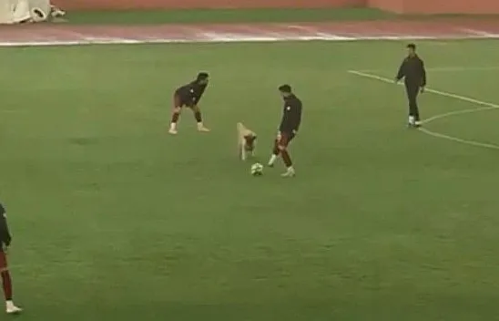 Sevimli köpek önce futbolcularla antrenman yaptı