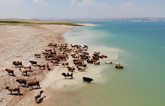Sıcaklar onları da etkiledi, bu kez mandalar değil, inekler serinledi
