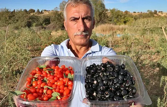 Şifa niyetine 'goji berry' yetiştiriciliğine başladı