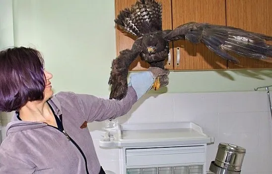 Silahla vurulan kartal kurtuldu