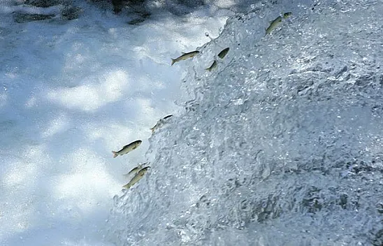 Siraz balıkları üremek için tatlı sulara göçüyor