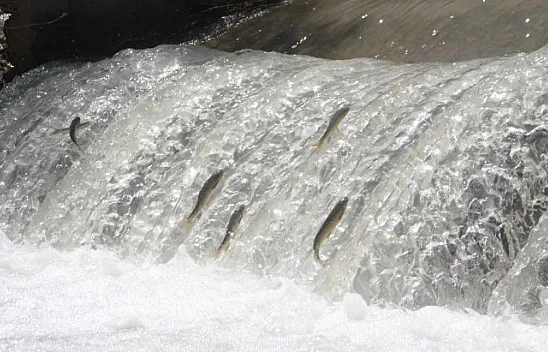 Siraz'ın akıntıya karşı göç başladı