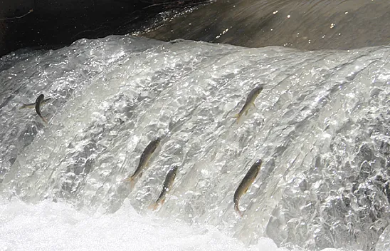 Siraz'ın akıntıya karşı göçü devam ediyor