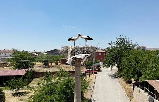 Sokağın simgeleri  yavrularıyla görüntülendi