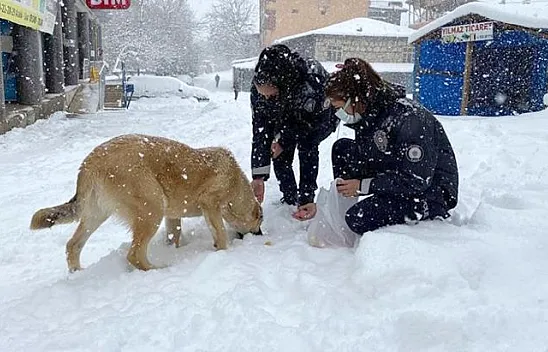 Sokak hayvanları unutulmadı