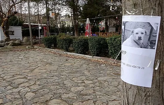 Sokak sokak gezerek kaybolan köpeğini arıyor