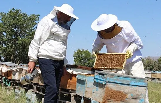 Son 10 yılın en kötü arı sezonu