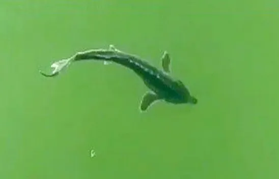 Son 3 ayda 4 kere görüldü