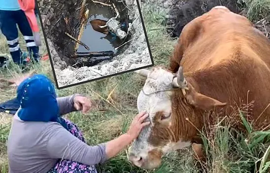 Su kuyusuna düşen inek kurtarıldı