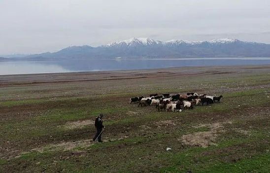 Suların çekildiği baraj  havzası hayvanlara otlak oldu