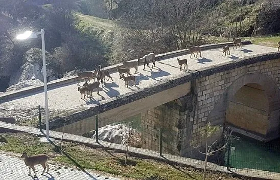 Sürü halindeki yaban keçileri güneşin tadını çıkarttı