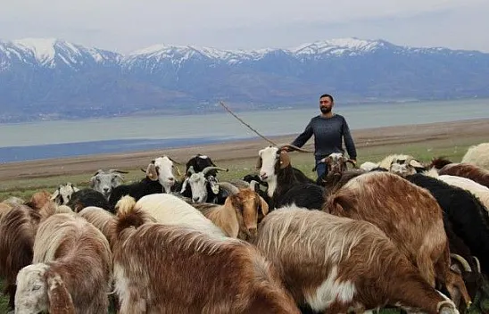Süt için aldığı keçiler çift çift kuzulayınca sürü sahibi oldu