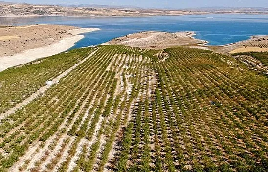 Tam 37 bin kök... Hasadı Başladı!