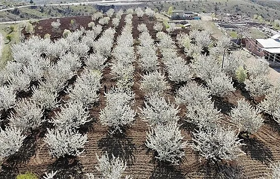 Tarihi mahallede kiraz ağaçları beyaz gelinliğini giydi