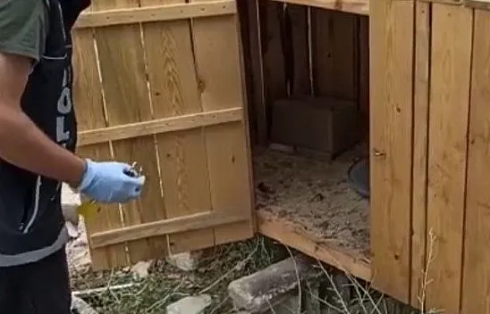 Tavuk kümesinden esrar çıktı