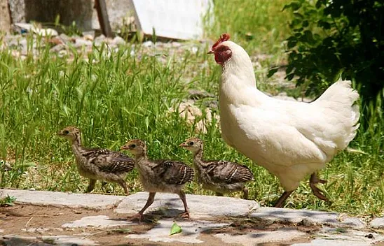 Tavuktan hindi yavrularına annelik