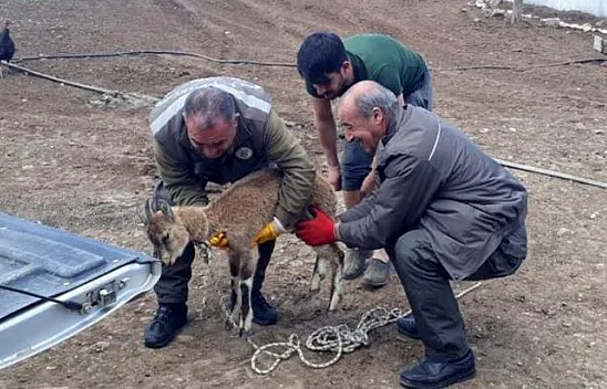 Tedavisi yapıldı, doğaya bırakıldı