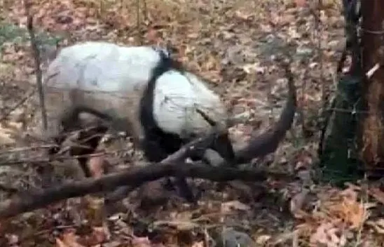 Tellere takılan dağ keçisi kurtarıldı