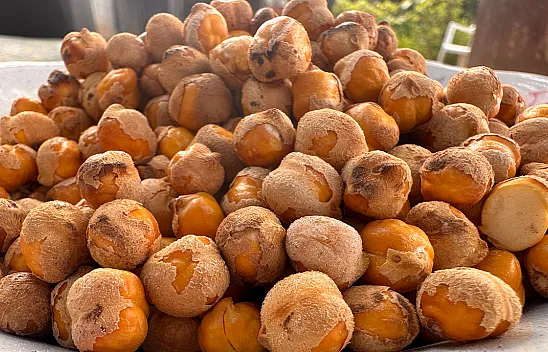 Tescilli 'Ağın Leblebisi'nin yapımına başlandı