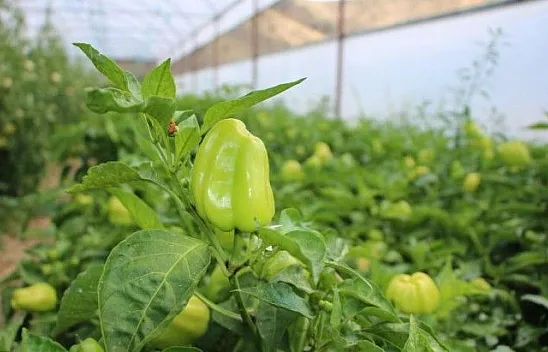 Tescilli Keban biberi ihracata başladı