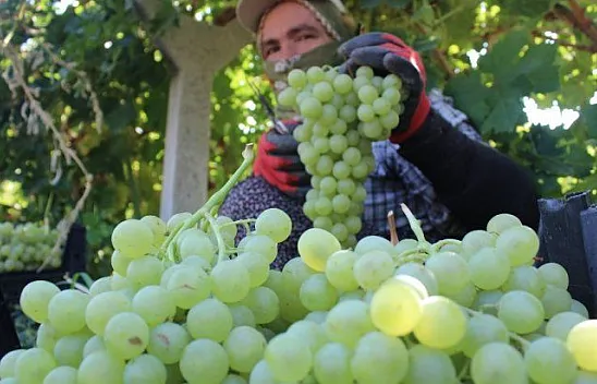 Tescilli üzümde hasat zamanı