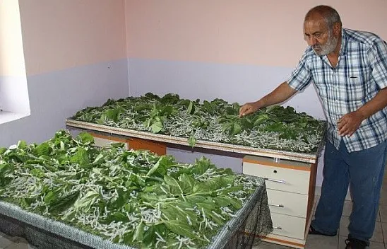 Teşvik için İpek böcekçiliği yapmaya başladı