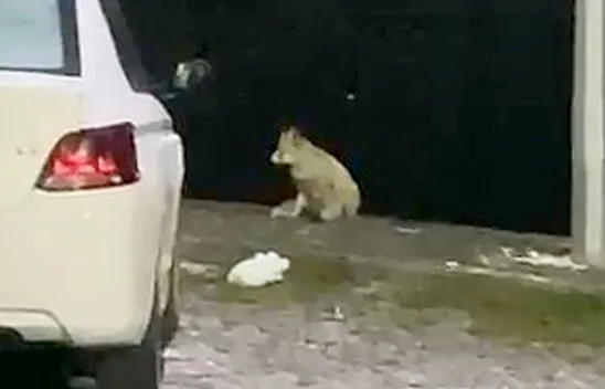 Tilkiler kent merkezini 'mesken tuttu'