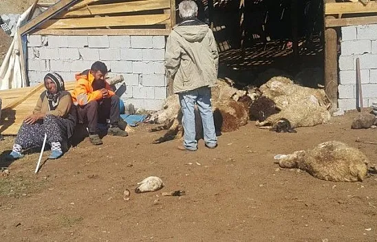 Ahıra giren ayılar, 70 koyunu telef etti
