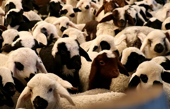 Tunceli'de şap hastalığı yasağı!