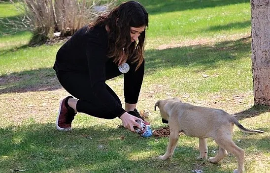 Üniversite öğrencisi genç kız sokak hayvanlarını besliyor