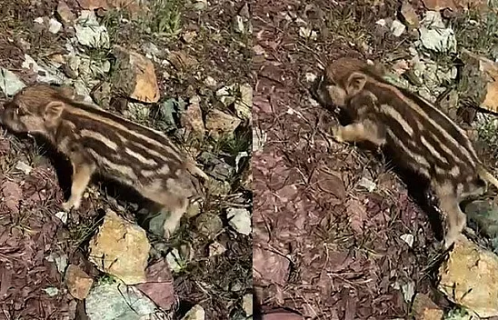 Yaban domuzları ortaya çıktı