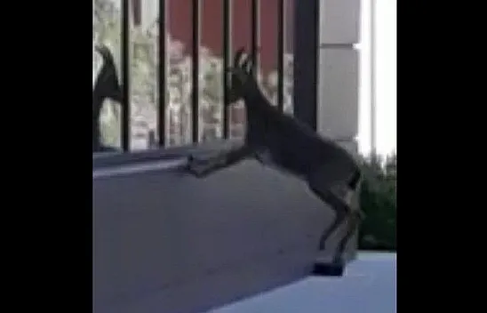 Yaban keçisi, şehir hastanesinin bahçesinde görüntülendi