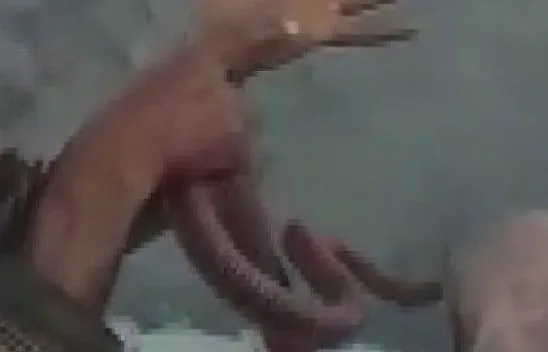 Yakaladığı yılana elini ısırttı