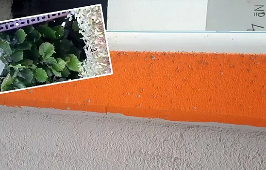 Yaprak biti bahçe ve evleri sardı