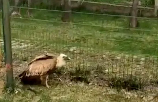 Yaralı akbaba tedavi altına alındı